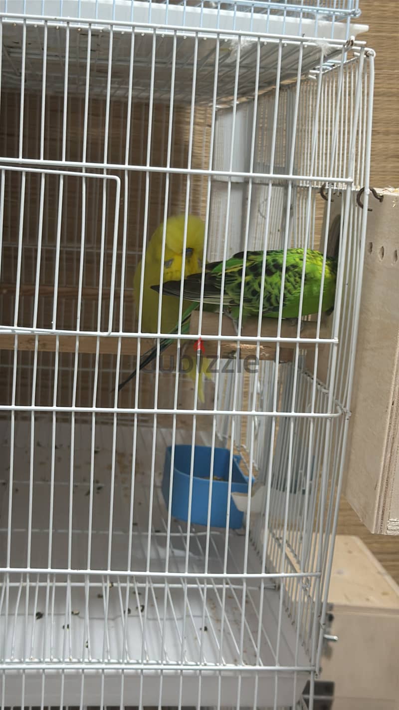 English Budgies 10