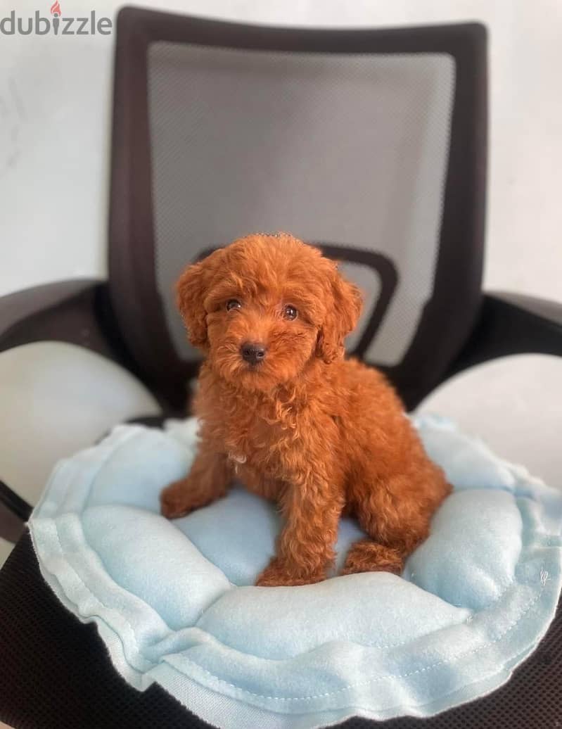 Perfect Poodle Puppies For Lovely Homes 3