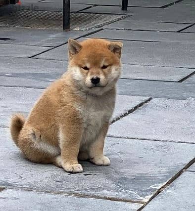 Shiba Inus Puppies Whatsapp Me +966588993320 1