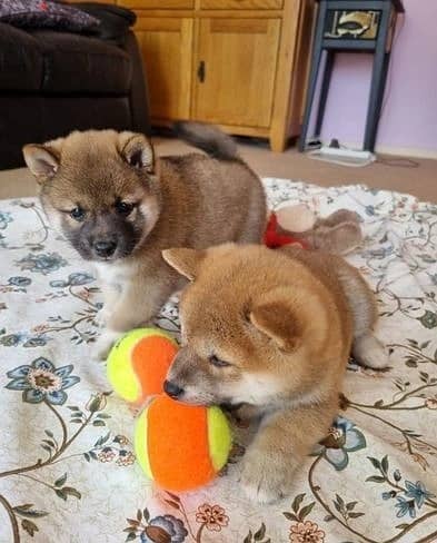 Whatsapp Me +966588993320 Lovely Shiba Inu Puppies