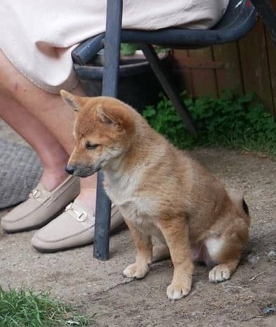 Whatsapp Me +966588993320 Lovely Shiba Inu Puppies 1