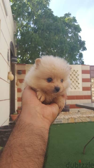 Pomeranian puppy for sale