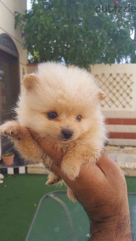 Pomeranian puppy for sale 1