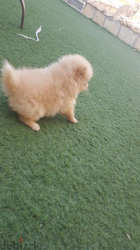 Pomeranian puppy for sale 2