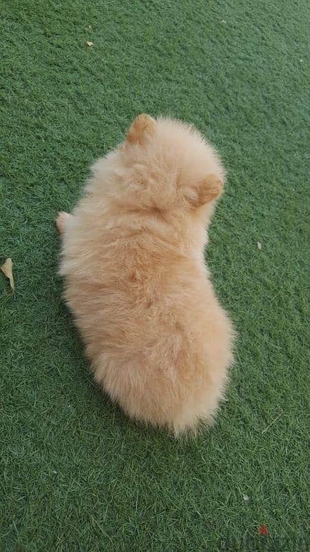 Pomeranian puppy for sale 3