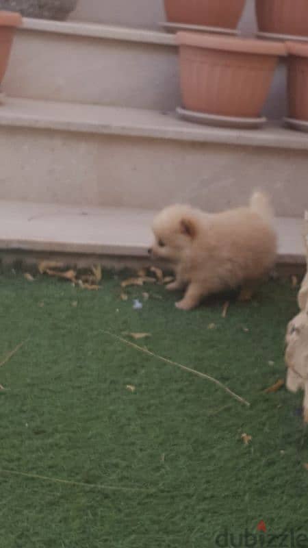 Pomeranian puppy for sale 4