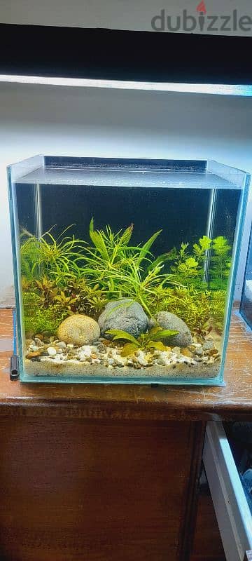 selling a new planted aquarium