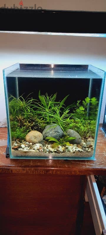 selling a new planted aquarium 1