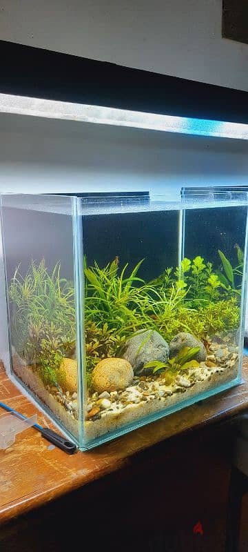 selling a new planted aquarium 2