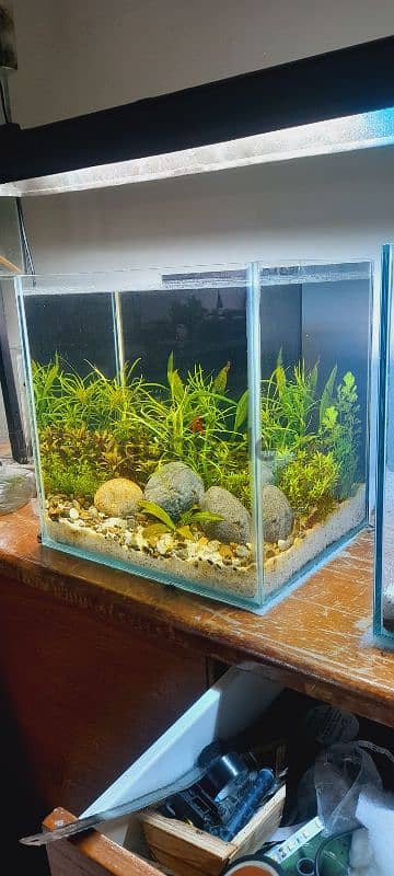 selling a new planted aquarium 3