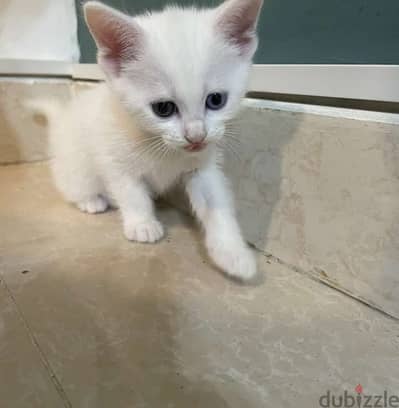 Cats male shiraze white color for sell