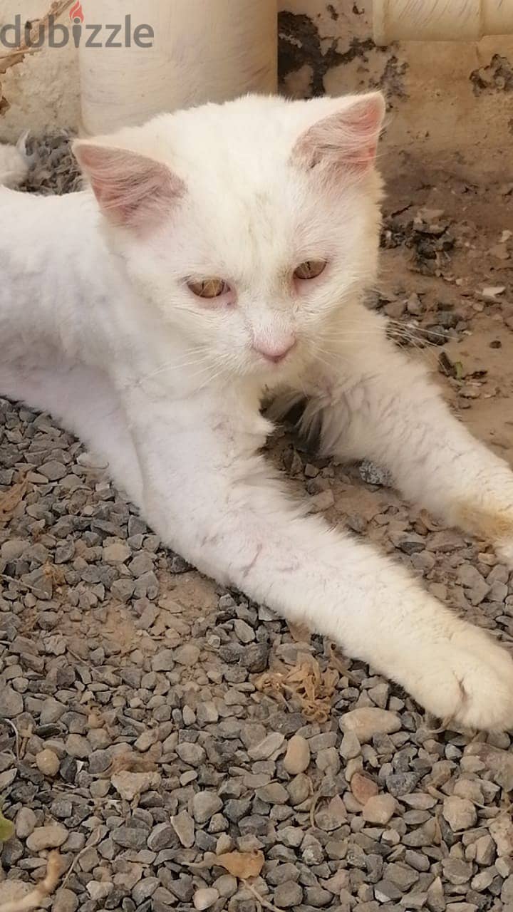 Cats male shiraze white color for sell 1