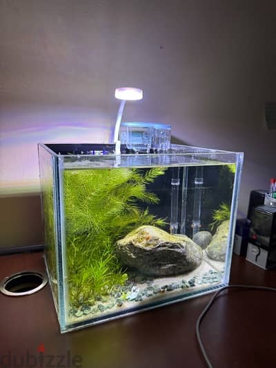 Established Nano Aquarium