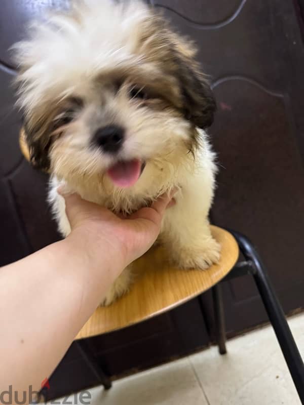 Shihtzu Salalah Only 5