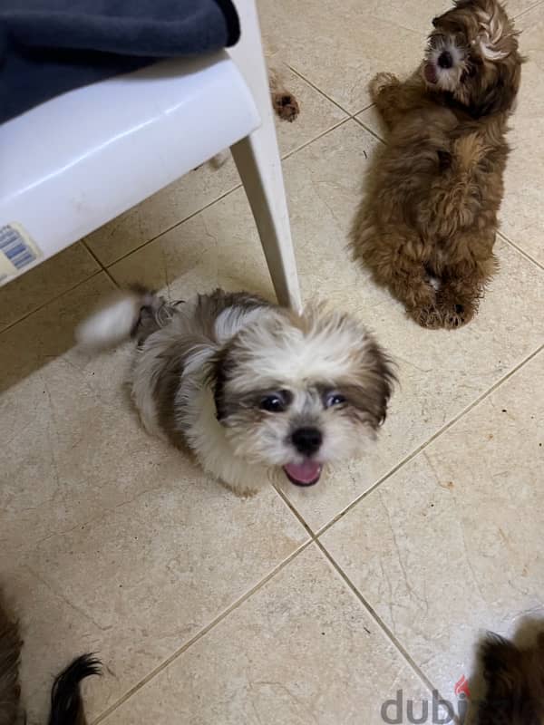 Shihtzu Salalah Only 8