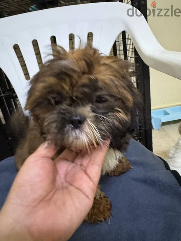 Shihtzu Salalah Only 9