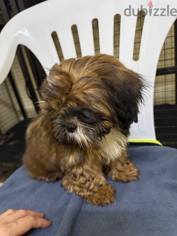 Shihtzu Salalah Only 11