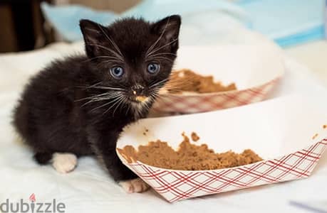 health kittens food