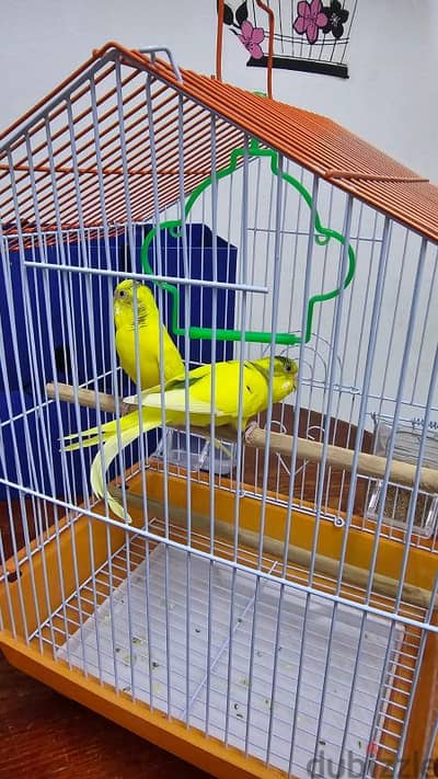 Love Birdsand Cage For Sale