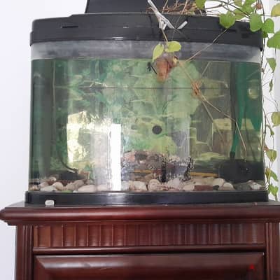 Aquarium  tank with fishes for sale