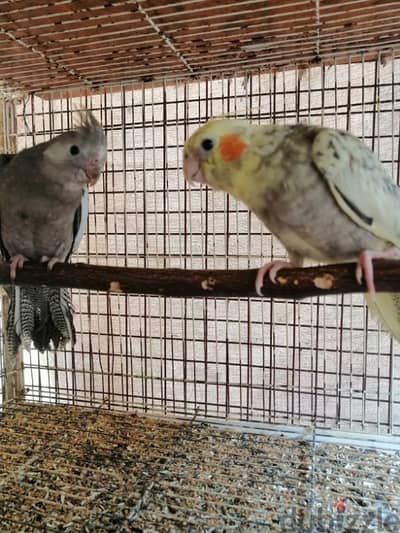 two freindly cockatiel ( Whiteface & pearl)