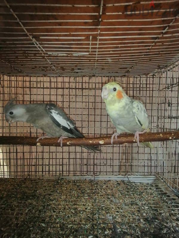 two freindly cockatiel ( Whiteface & pearl) 1