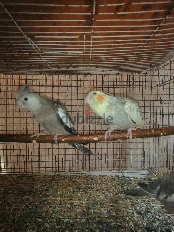 two freindly cockatiel ( Whiteface & pearl) 2