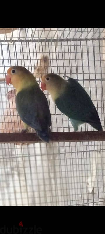 parblue breeder pair for sell                   زوج باربلو منتج للبيع