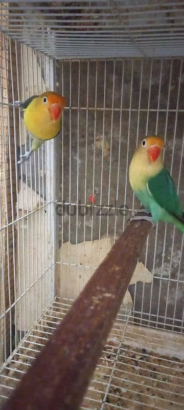 parblue breeder pair for sell                   زوج باربلو منتج للبيع 1