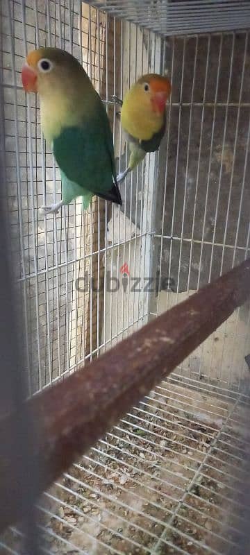 parblue breeder pair for sell                   زوج باربلو منتج للبيع 2