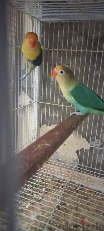 parblue breeder pair for sell                   زوج باربلو منتج للبيع 3