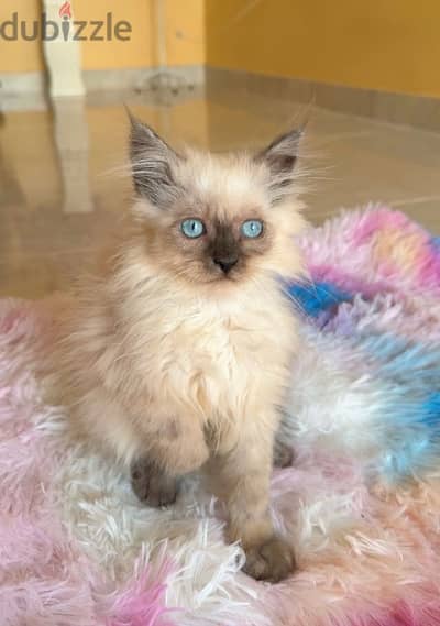 Himalayan Kitten 3 month old