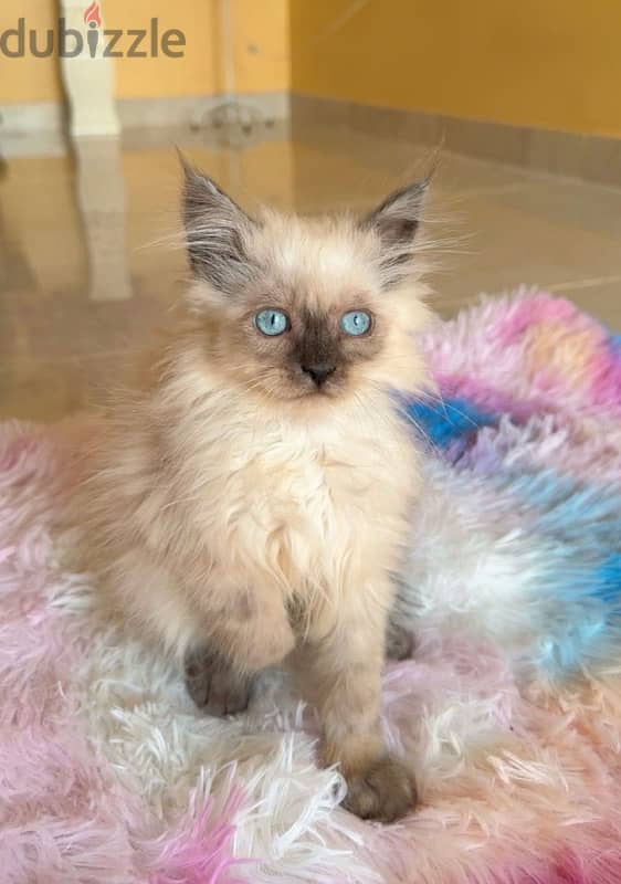 Himalayan Kitten 3 month old 0