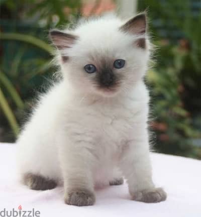 ragdoll kitten 2 months old buy one get one free