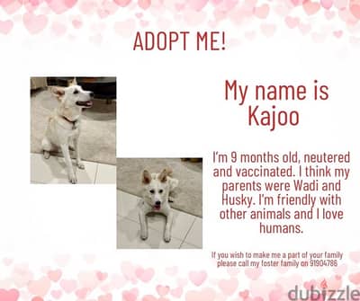 Adoption of 9 months old Wadi Mix Dog