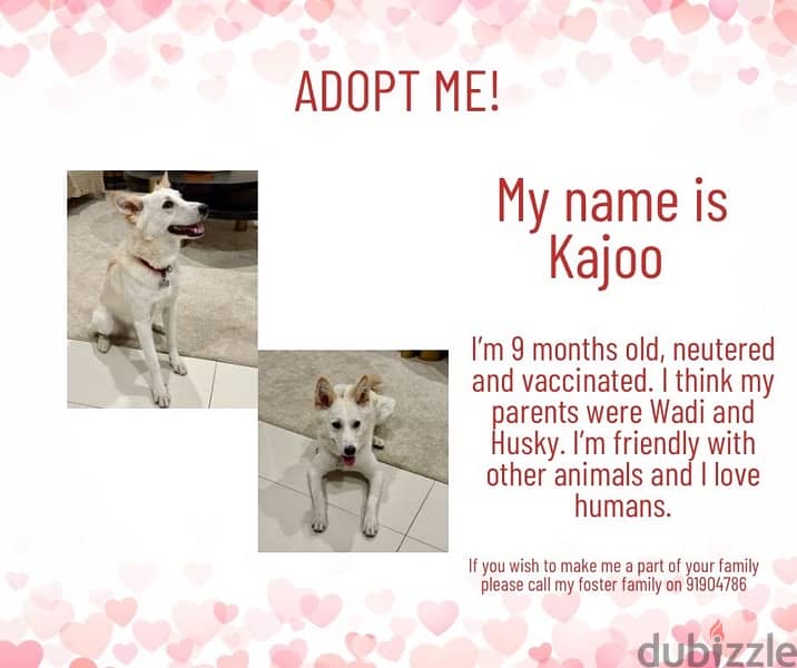 Adoption of 9 months old Wadi Mix Dog 0