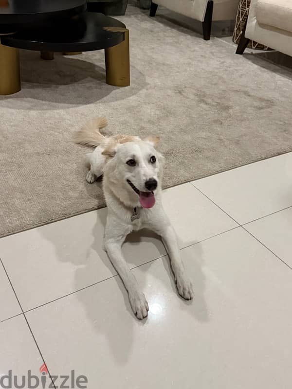 Adoption of 9 months old Wadi Mix Dog 3