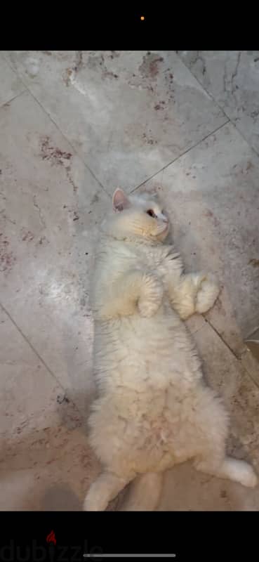 male cat for sale قط ذكر للبيع