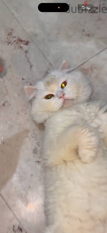 male cat for sale قط ذكر للبيع 2