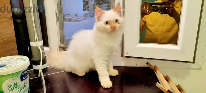 Persian Kitten 97426245