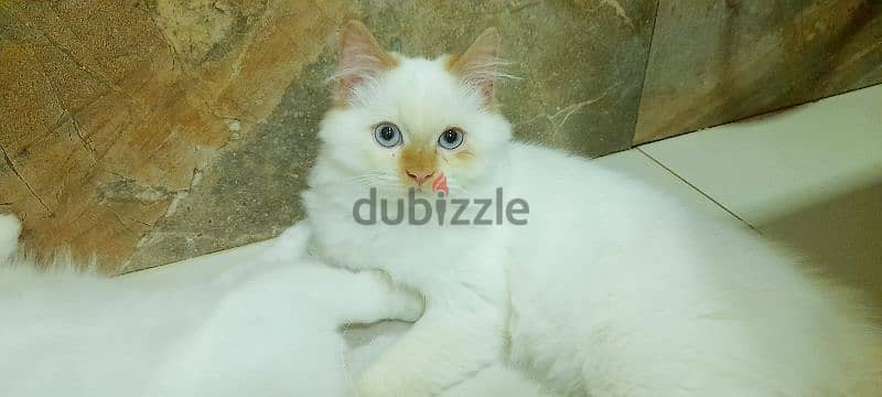 Persian Kitten 97426245 4