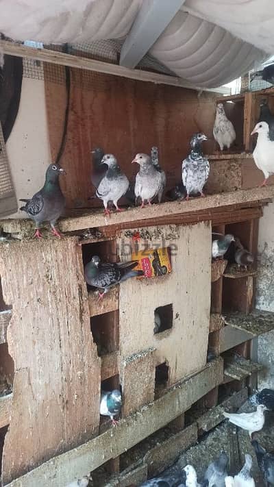 beautiful pigeons urgent sale going back home country