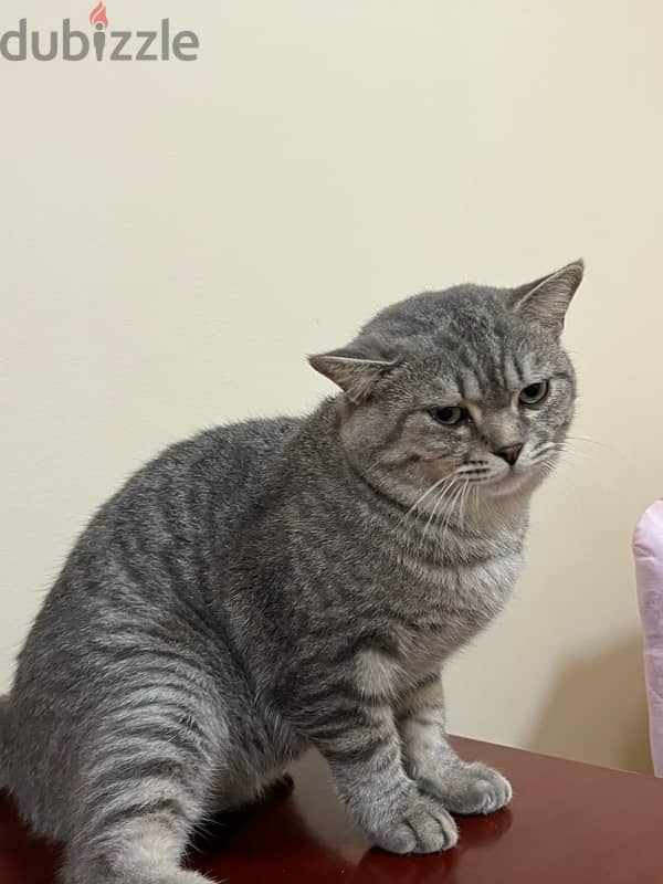 قط ذكر هجين نص سكوتش فولد Male cat half Scotch 1