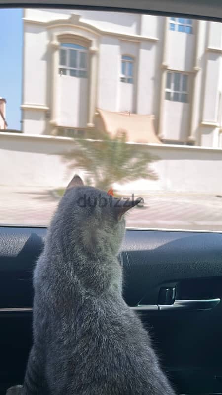 قط ذكر هجين نص سكوتش فولد Male cat half Scotch 2