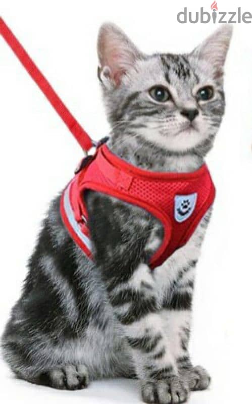 CAT BELTS 3