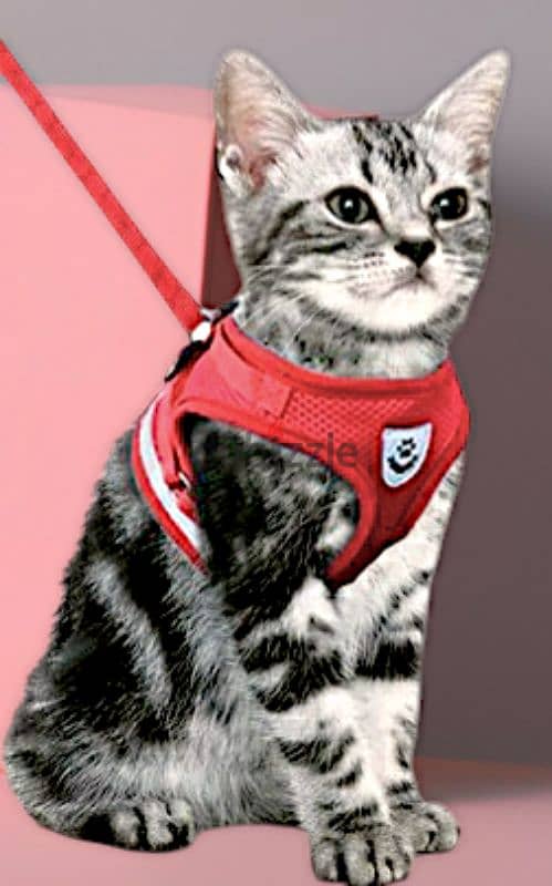 CAT BELTS 4