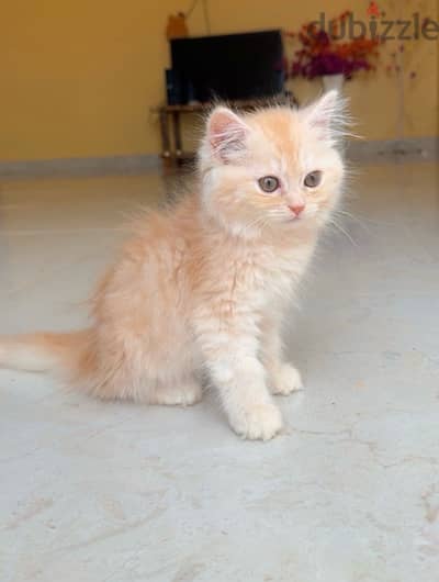 Persian Kitten 2 month old