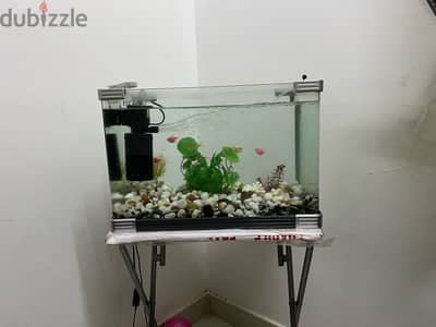 Fish Tank With Fish And Accessories