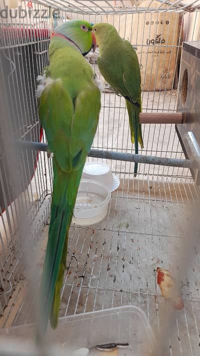 Oman parrot