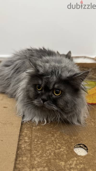 Persian cat